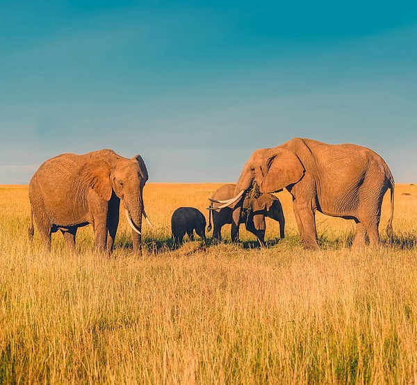 alt text: Two elephants touching trunks in a display of affection