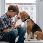 boy and Beagle dog on the windowsill kissing