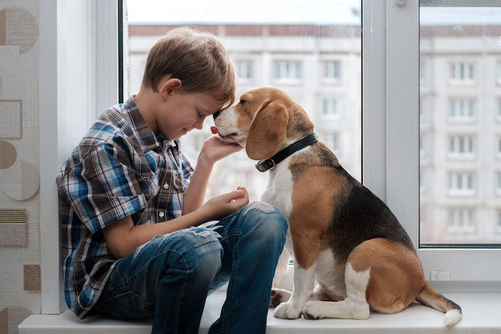 boy and Beagle dog on the windowsill kissing