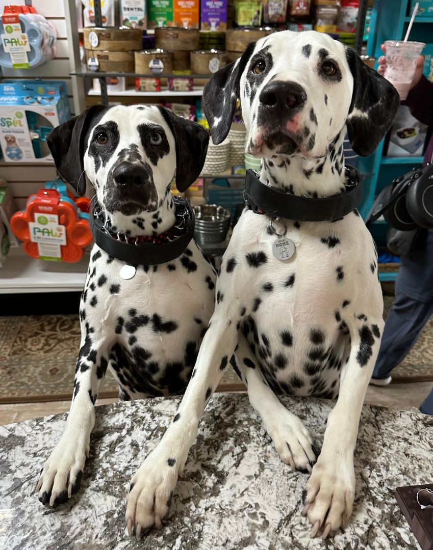 alt text: Tonya Christiansen with a dog at Must Love Dogs Grand Haven