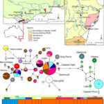 Geographic distribution of Macquarie perch