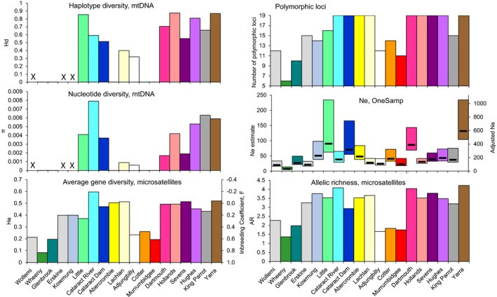 Genetic diversity and effective population sizes of Macquarie perch