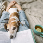 Small brown dog lying on the bed by the girl using laptop and barking