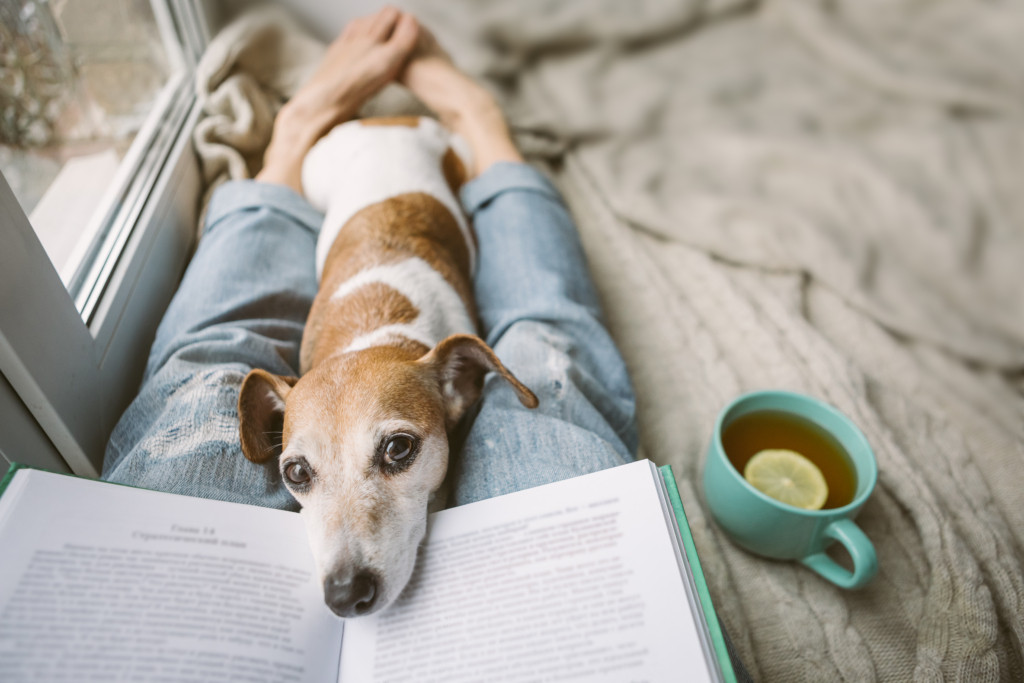 A small brown dog lying on the bed by a girl using a laptop and barking at her.