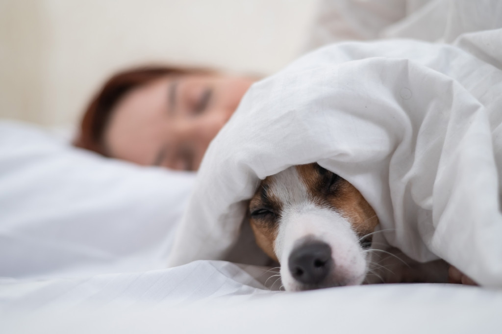 A Jack Russell Terrier dog sleeps wrapped in a blanket next to its owner.