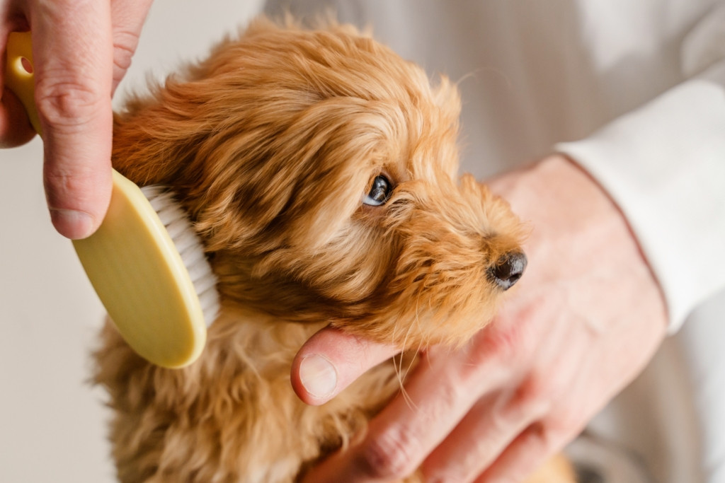 A person grooming a Maltipu puppy by combing its fur.