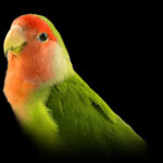 alt text: A green lovebird perched on a branch