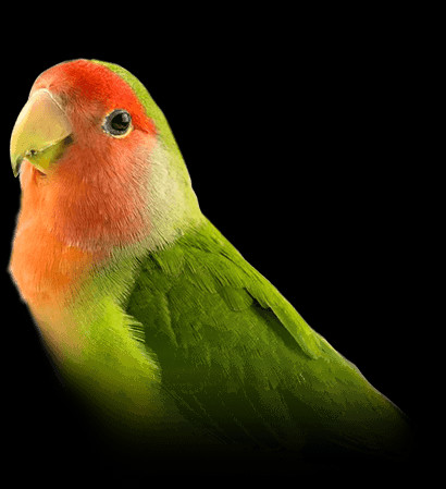 alt text: A green lovebird perched on a branch